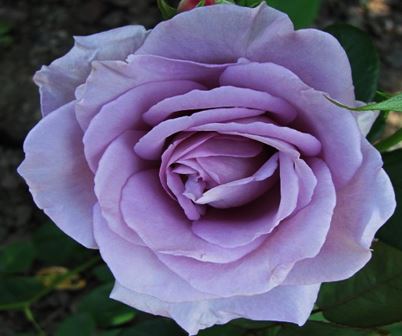  Róża wielkokwiatowa niebiesko-fioletowa