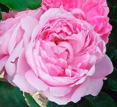 Róża wielkokwiatowa pastelowo-różowa pełna 