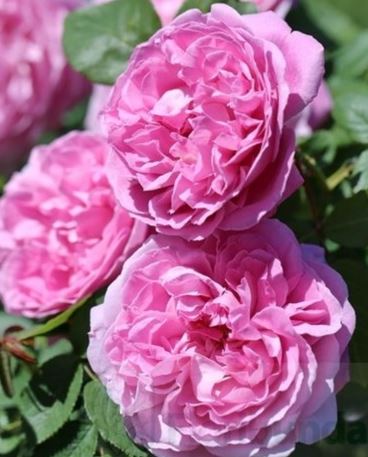  Róża wielkokwiatowa pastelowo-różowa pełna 