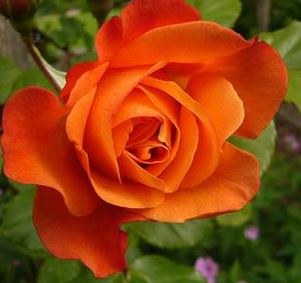  Róża pnąca pomarańczowa 