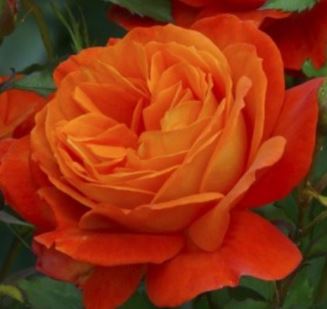  Róża wielokwiatowa pomarańczowa