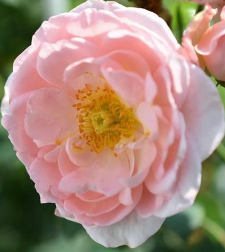  Róża wielokwiatowa porcelanowo-różowa z żółtym środkiem