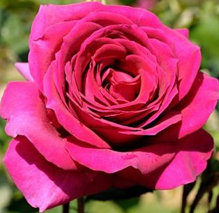  Róża wielkokwiatowa purpurowo-fioletowa 
