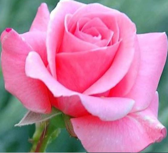  Róża wielkokwiatowa różowa