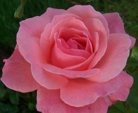  Róża wielkokwiatowa różowa