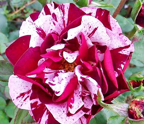  Róża wielokwiatowa wiśniowo-biała paskowana 