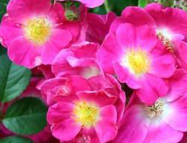 Róża okrywowa wiśniowo-różowa z żółtym oczkiem 