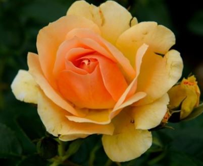  Róża wielokwiatowa żółto-morelowa