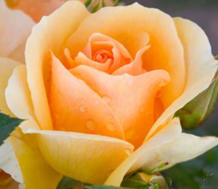  Róża wielokwiatowa żółto-morelowa