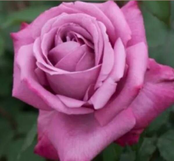  Róża wielkokwiatowa liliowo-niebieska