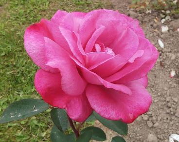  Róża wielkokwiatowa liliowo-niebieska