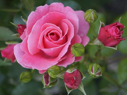  Róża pnąca różowa 