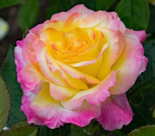  Róża wielkokwiatowa różowo-żółta 