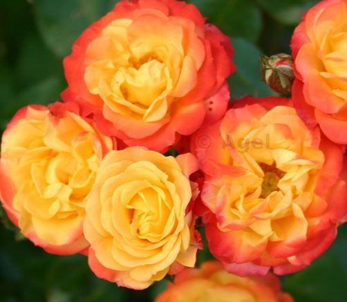  Róża okrywowa żółto-pomarańczowo-czerwona