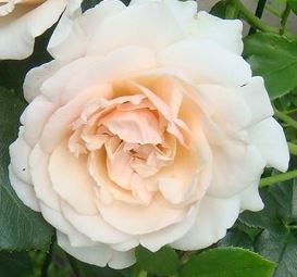  Róża pnąca kremowo-morelowa