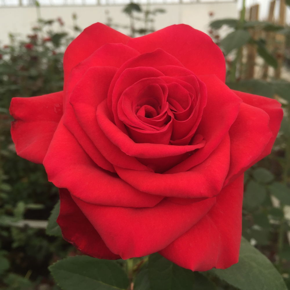  Róża pnąca winno-czerwona 