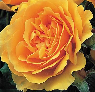  Róża wielokwiatowa bursztynowo-żółta 