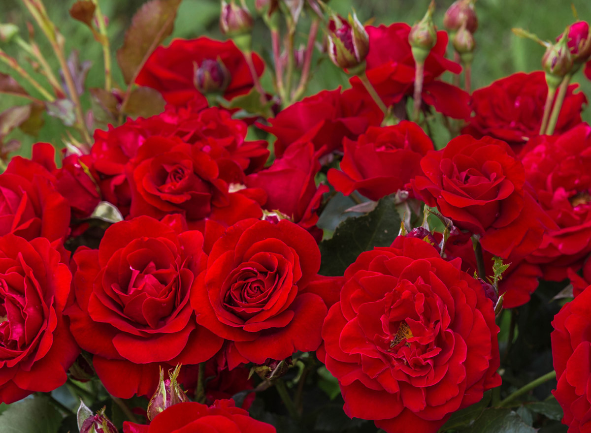  Róża wielokwiatowa burgundowa 