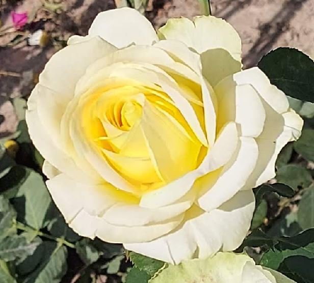  Róża wielkokwiatowa kremowo-biała