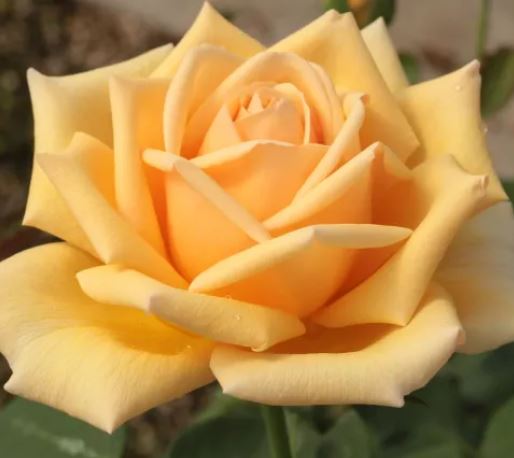  Róża wielkokwiatowa herbaciana jasna
