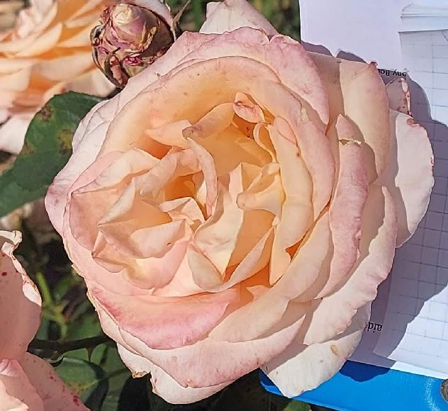  Róża wielkokwiatowa łososiowo-herbaciana 