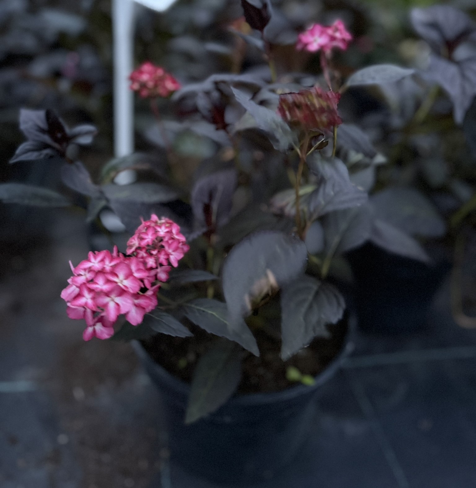 Hortensja ogrodowa First Editions® 'Eclipse’