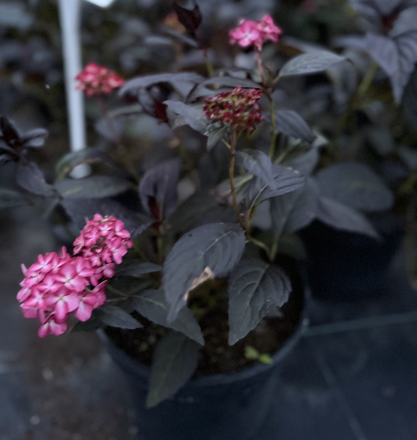Hortensja ogrodowa First Editions® 'Eclipse’