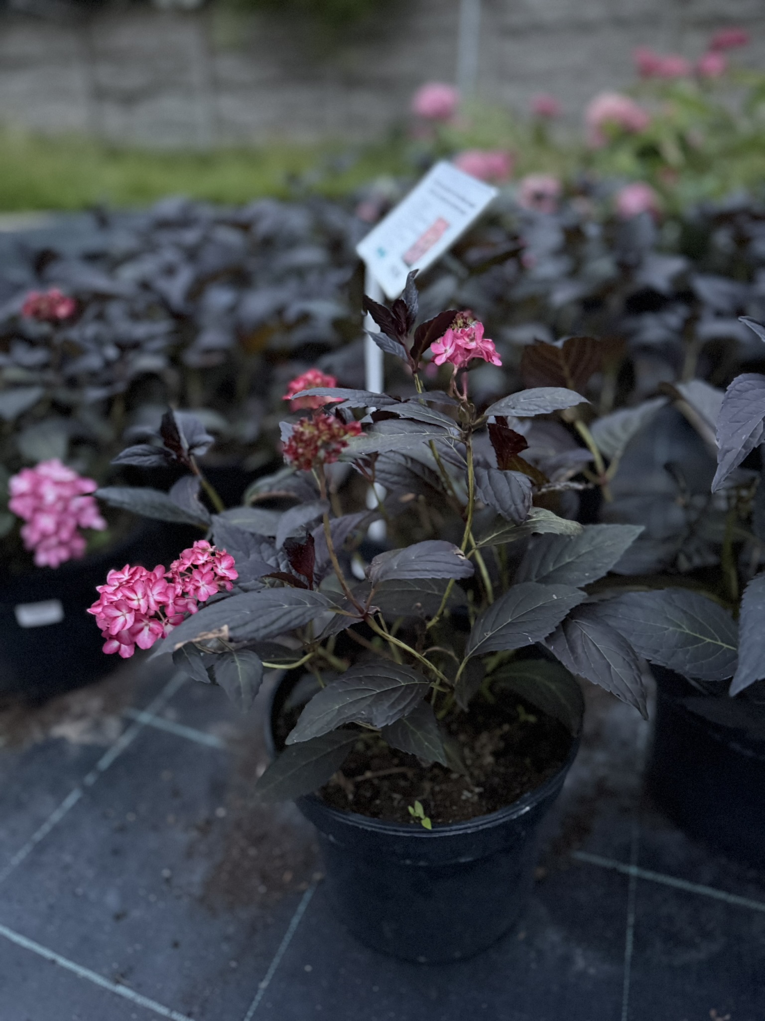 Hortensja ogrodowa First Editions® 'Eclipse’