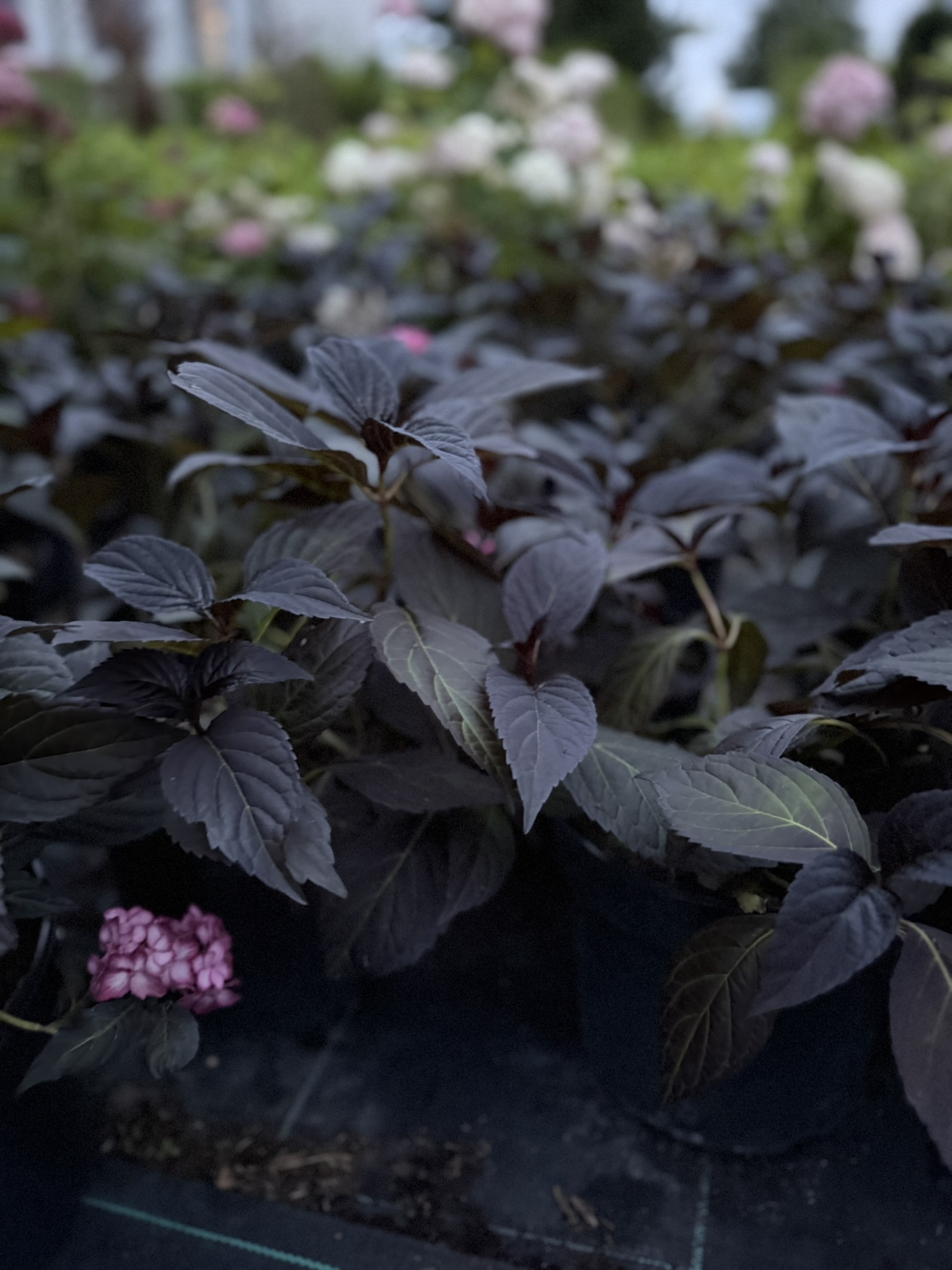 Hortensja ogrodowa First Editions® 'Eclipse’