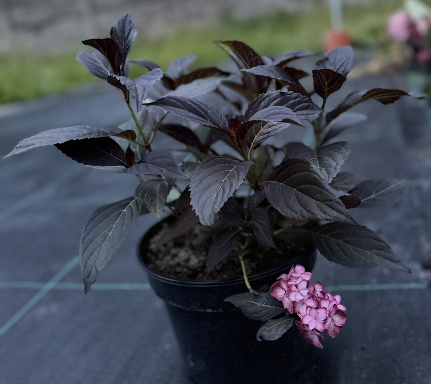 Hortensja ogrodowa First Editions® 'Eclipse’