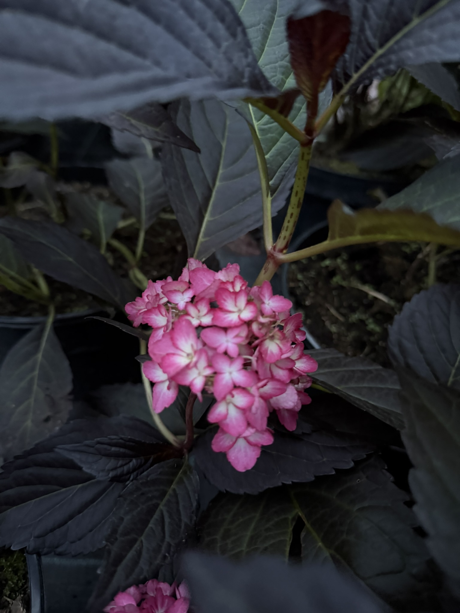 Hortensja ogrodowa First Editions® 'Eclipse’