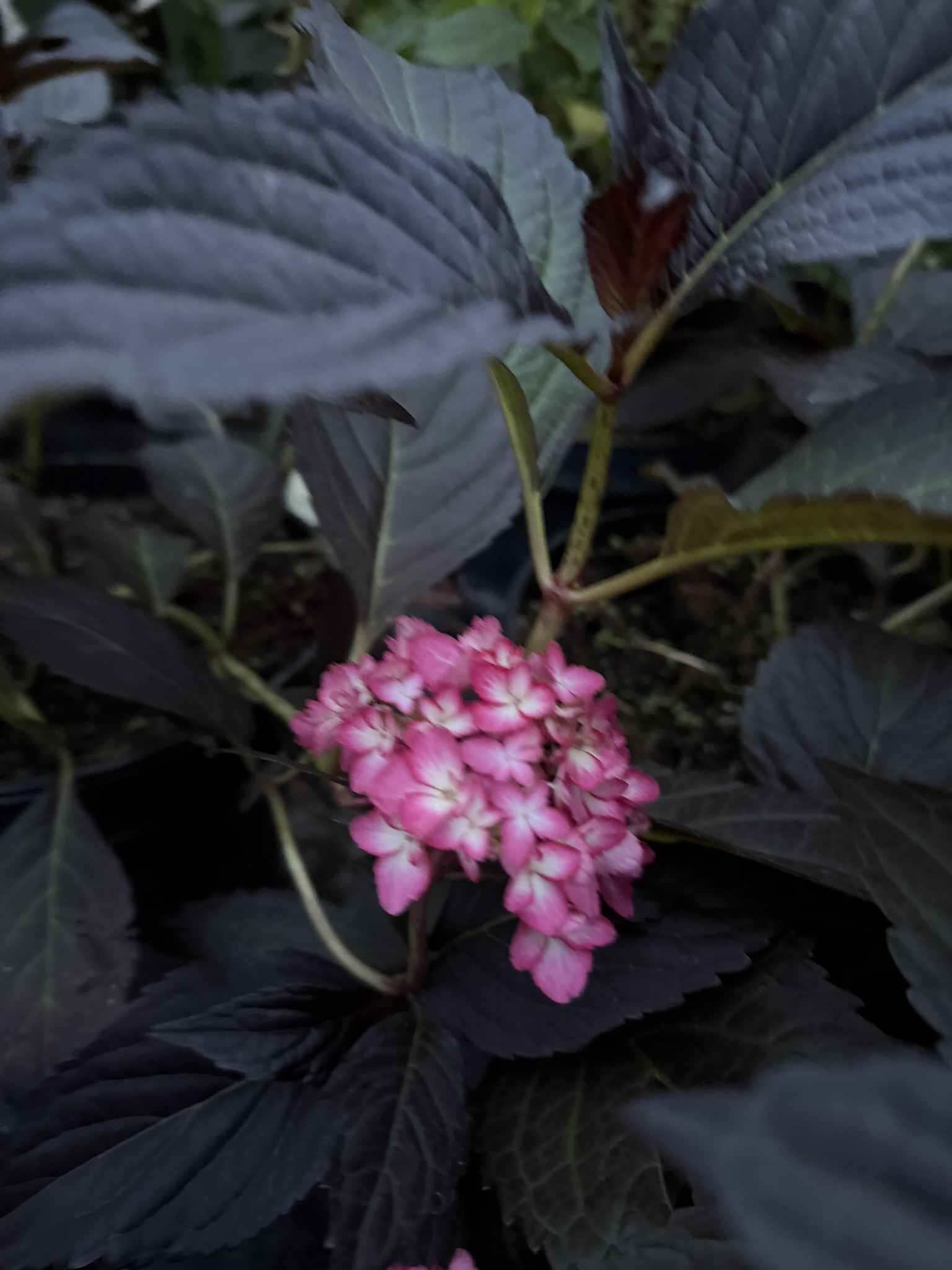 Hortensja ogrodowa First Editions® 'Eclipse’