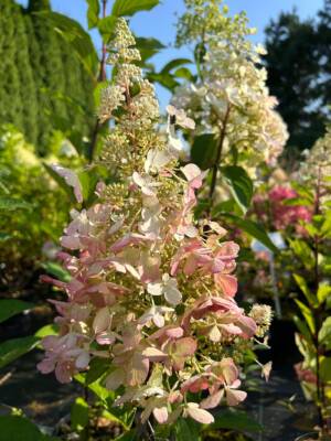 Hortensja bukietowa 'Pinky Winky'