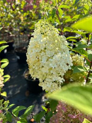 Hortensja bukietowa 'Bobo'