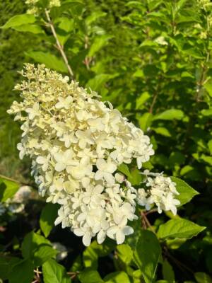 Hortensja bukietowa Living 'Candy Love'
