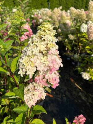 Hortensja bukietowa 'Fraise Melba'