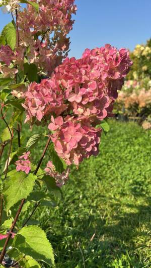 Hortensja bukietowa 'Fraise Melba'
