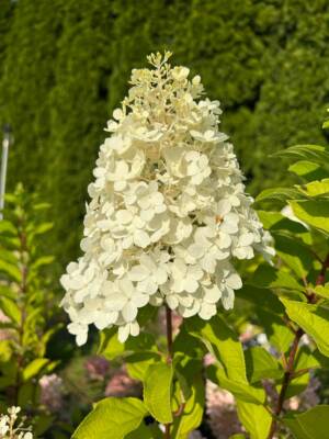 Hortensja bukietowa 'Hercules'