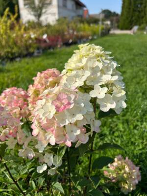 Hortensja bukietowa Living 'Little Rosy'