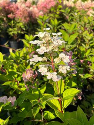 Hortensja bukietowa 'Polestar'