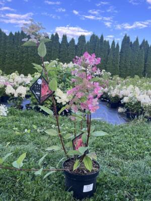 Hortensja bukietowa 'Wim's Red'