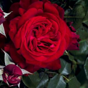 Róża wielkokwiatowa - Admiral