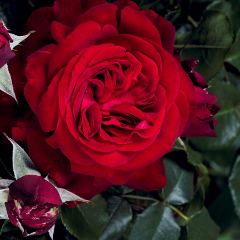 Róża wielkokwiatowa – Admiral