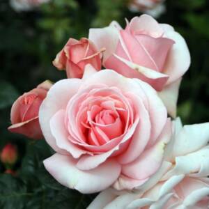 Róża wielkokwiatowa - APHRODITE