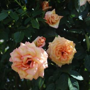 Róża pnąca - BAROCK