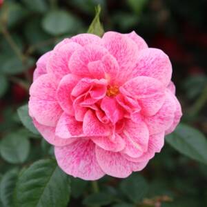 Róża pnąca - CAMELOT