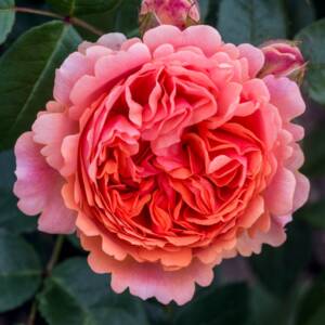 Róża wielkokwiatowa - CHIPPENDALE