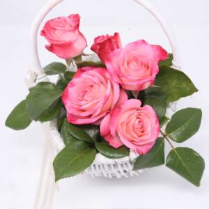 Róża wielkokwiatowa - DAINTY LADY