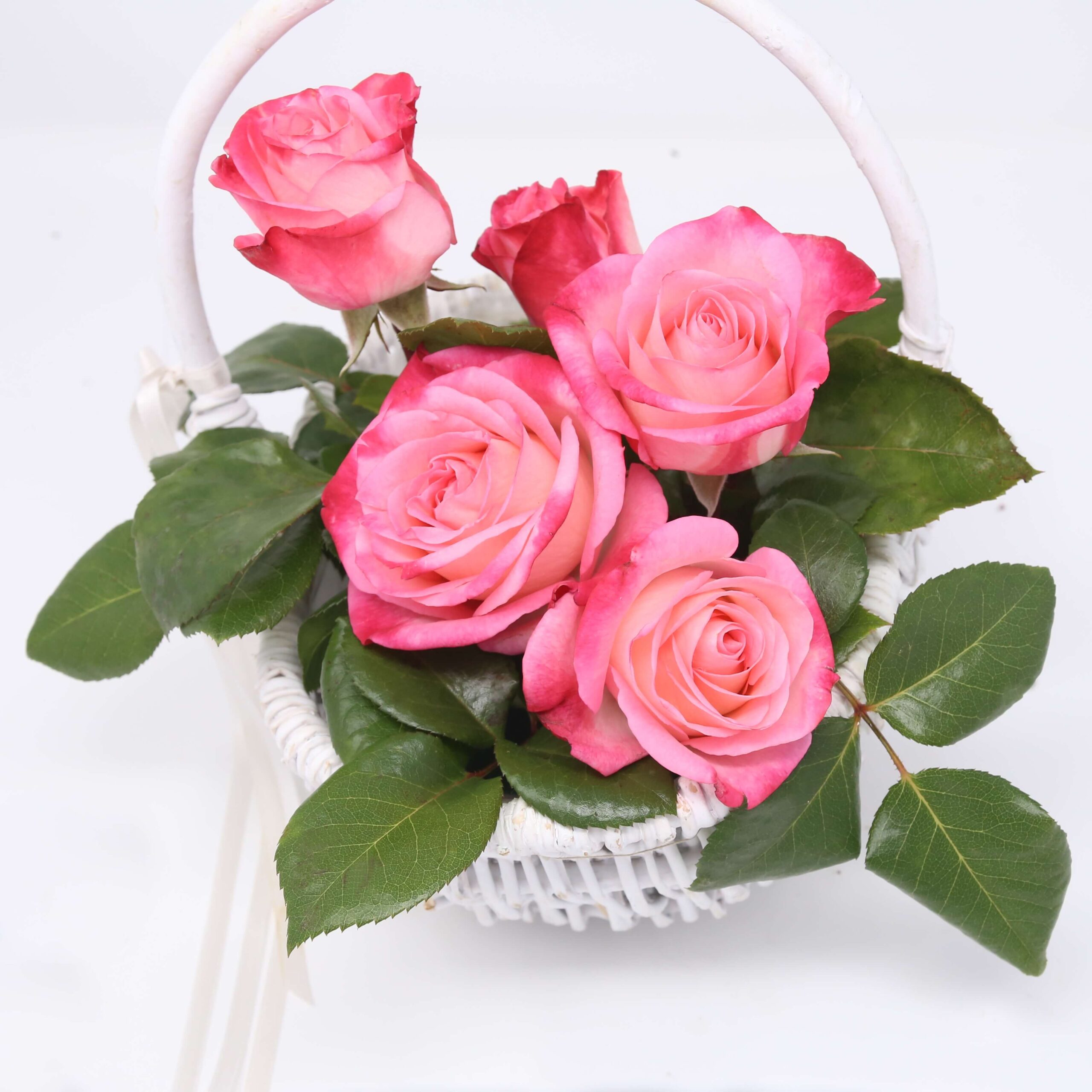 Róża wielkokwiatowa – DAINTY LADY