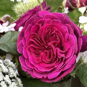 Róża wielkokwiatowa - DEEP SECRET